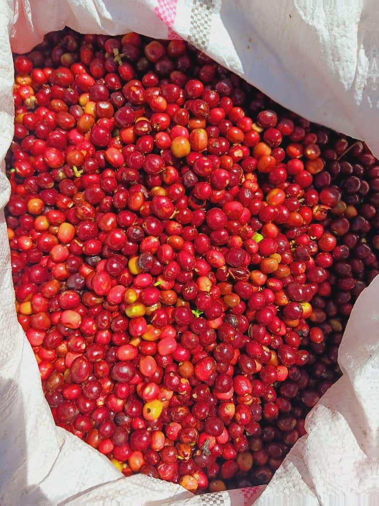 Freshly harvested Ethiopian high quality coffee